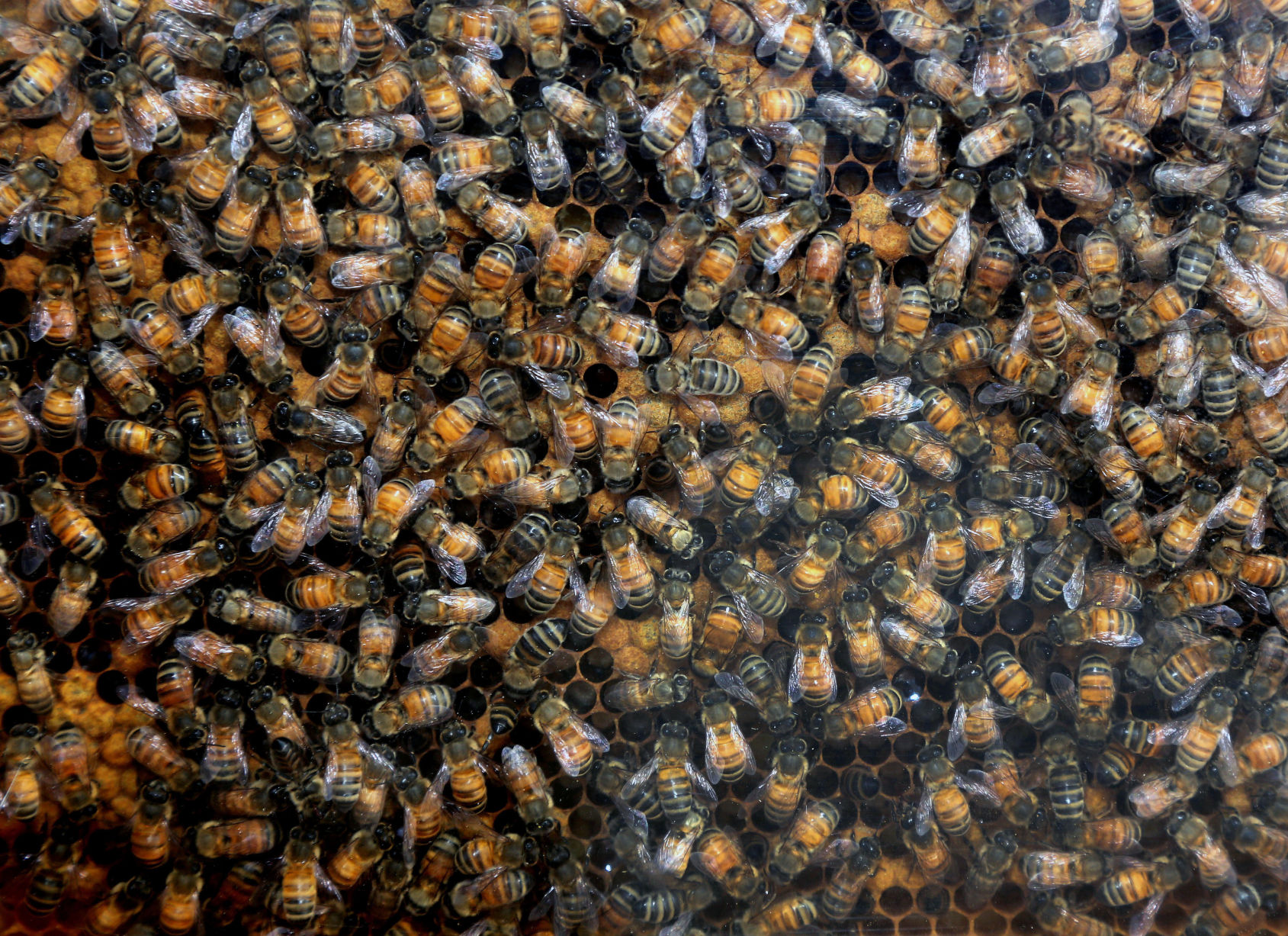 Bees